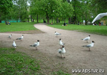 Птицы в парке Касаниеми в Хельсинки